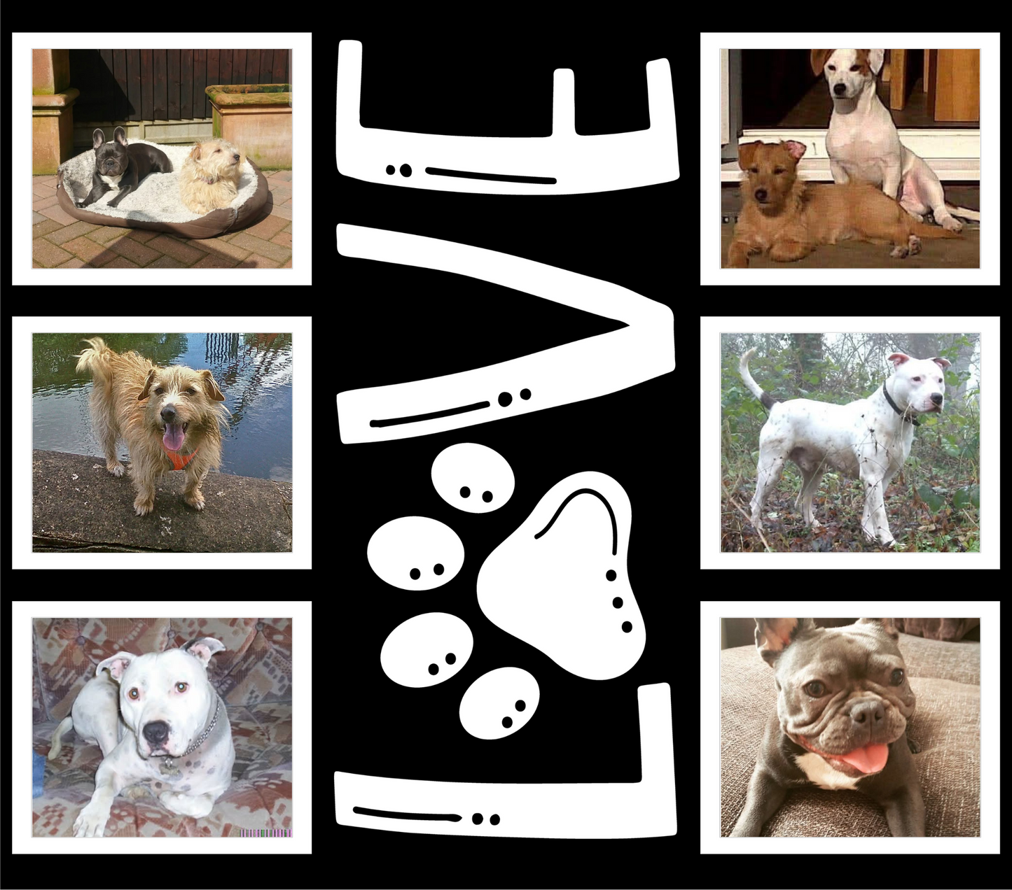 Custom 6-Photo Pet Tumbler – 20oz Stainless Steel Insulated Cup – The Perfect Gift for Pet Lovers, Dog Mums &amp; Dads!